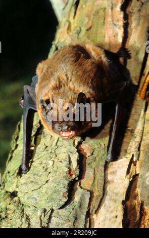 Lesser noctule (Nyctalus leisleri), Leisler's bat mammals, bats, animals, Little evening swallow, Leisler's bat adult Stock Photo