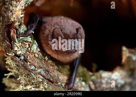 Noctule Bat (Nyctalus noctula) adult, resting on lichen covered tree stump at roost, England, United Kingdom Stock Photo