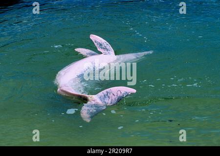 Chinese white dolphin, indo-pacific humpback dolphin (Sousa chinensis), Chinese white dolphins, Chinese white dolphins, Dolphins, Marine mammals Stock Photo