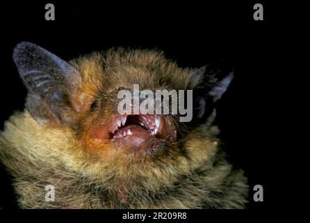 Common Pipistrelle (Pipistrellus pipistrellus), bats, mammals, animals, Common Pipistrelle adult, close-up of head, mouth open showing teeth, Spain Stock Photo
