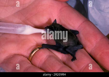 Pipistrelle Bat (S) (P. pipistrellus) Close-up of 1 week old abandoned young being fed on goats milk Stock Photo