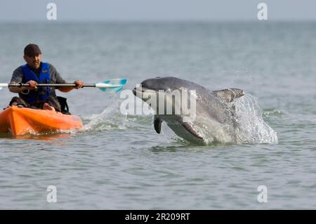 Bottlenose Dolphin (Tursiops truncatus) 'Dave', solitary 'friendly' adult, porpoising beside man in kayak, Folkestone, Kent, England, United Kingdom Stock Photo