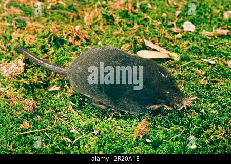 Star-nosed Mole (Condylura cristata) adult, foraging on moss (U.) S. A Stock Photo