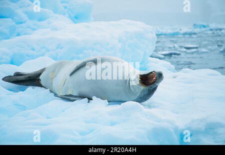 Crab-eating seal (Lobodon carcinophagus) On ice stream, lying on side, mouth open, Antarctica Stock Photo