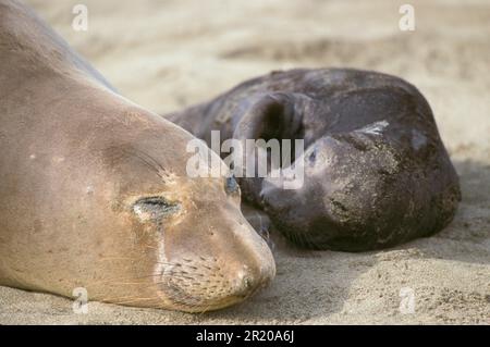 Northern Elephant Seal (Mirounga angustirostris) Mother and baby lying on sand, Central Calif. Coast Stock Photo