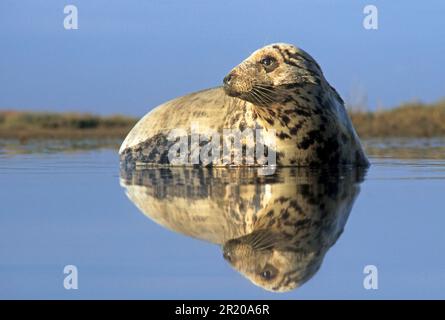 Grey seal, grey seals (Halichoerus grypus), marine mammals, predators, seals, mammals, animals, Grey Seal adult female, reflection in tidal pool Stock Photo