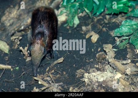 Spotted Shrew 