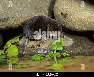 Eurasian water shrew (Neomys fodiens), Water Shrew, Shrew, Shrews, Insectivores, Mammals, Animals, European Water Shrew at waters edge Stock Photo