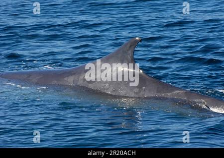Fin whale, fin whales (Balaenoptera physalus), Baleen whales, Marine mammals, Mammals, Animals, Whales, Fin whale adult, close-up of dorsal fin, Sea Stock Photo