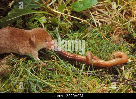 Common shrew (Sorex araneus), wood shrews, shrew, shrews, insectivores, mammals, animals, Shrew, Common Shrew eating worm Stock Photo