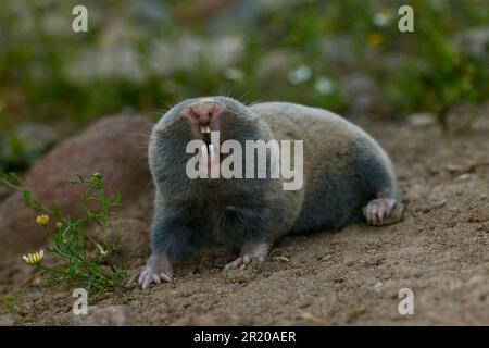 Small mole rat (Nannospalax leucodon) adult, Bulgaria Stock Photo