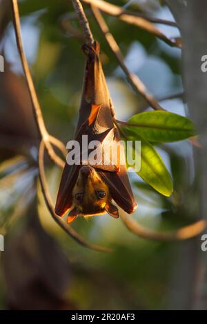 Gambian epauletted fruit bats (Epomophorus gambianus), Bats, Mammals, Animals, Gambian Epauletted Fruit Bat adult, hanging from tree in evening Stock Photo