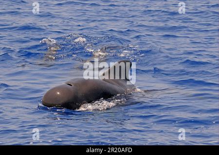 Short-finned Pilot Whale (Globicephala macrorhynchus) adult male, surfacing from water, Maldives Stock Photo