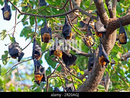 Lyle's Flying Fox (Pteropus lylei) adult, group hangs out at roost during daytime, Siem Reap, Cambodia Stock Photo