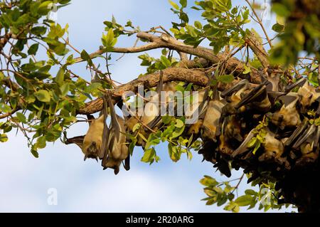 Straw coloured fruit bat on tree in Uganda. Colony of bats during day ...