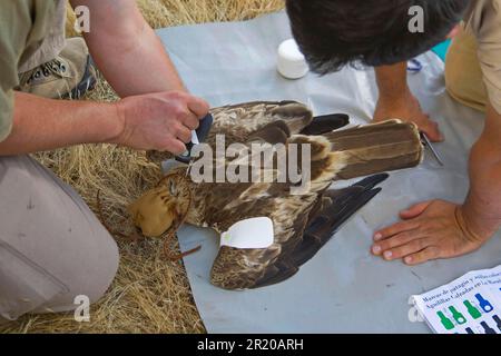 Adult booted eagle (Hieraaetus pennatus), wing-tagged by researchers, Spain Stock Photo