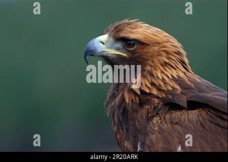 Golden Eagle (Aquila chrysaetos) Close-up of head and neck, Scotland, United Kingdom Stock Photo