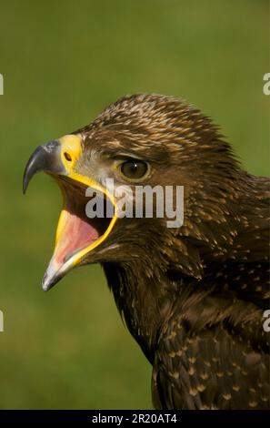 Golden eagle (Aquila chrysaetos) juvenile, calling, close up Stock Photo