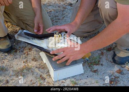 Booted eagle (Hieraaetus pennatus) adult, being weighed by researchers, Spain Stock Photo