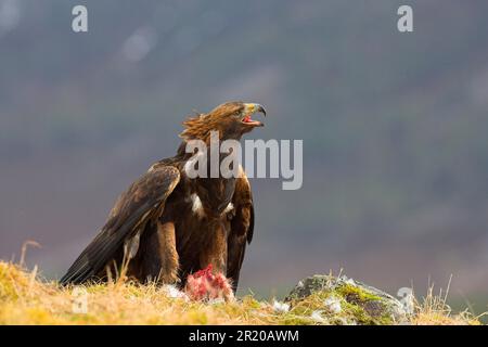 Golden eagle (Aquila chrysaetos) adult in rain, eats mountain hare, swallows meat, Scotland, Great Britain Stock Photo