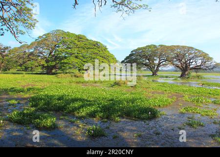 Lake and thick-stalked Common water hyacinth (Eichhornia crassipes), Sri Lanka Stock Photo