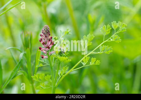 Italy, Lombardy, Common Fumitory Flower, Fumaria Officinalis Stock Photo