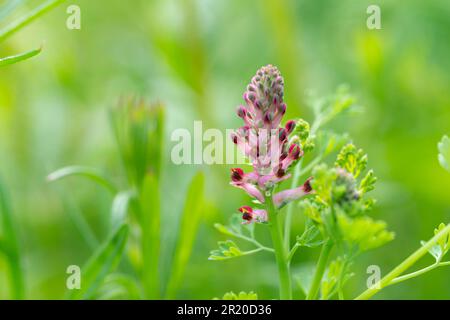 Italy, Lombardy, Common Fumitory Flower, Fumaria Officinalis Stock Photo