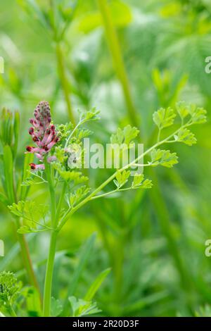 Italy, Lombardy, Common Fumitory Flower, Fumaria Officinalis Stock Photo