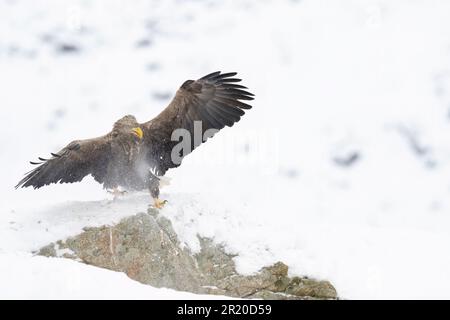 White tailed eagle getting pushed onto the rocks. Rogaland, Norway. JAW-DROPPING images of two eagles in an all out war against one another in the mid Stock Photo