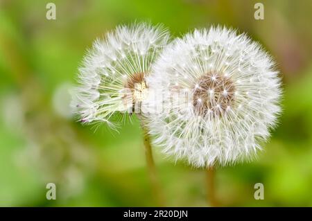Common Dandelion (Taraxacum officinale) 'clock' - seedhead Stock Photo