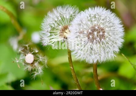Common Dandelion (Taraxacum officinale) 'clock' - seedhead Stock Photo