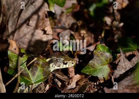 An Eastern ribbon snake (Thamnophis saurita) also known as a common ribbon snake in Virginia, USA. Stock Photo