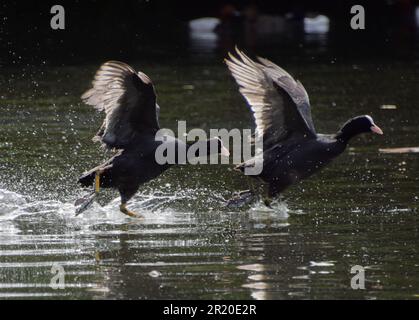 London, UK. 16th May 2023. A pair of Eurasian coots (Fulica atra) chase each other in a lake in a London park. Credit: Vuk Valcic/Alamy Live News Stock Photo