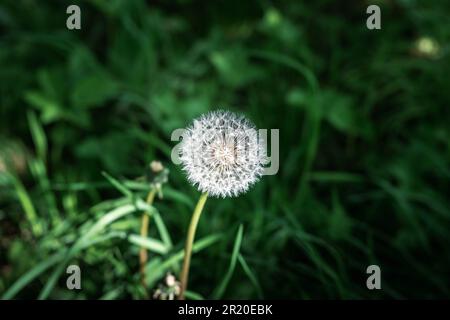 Close-up on fluffy dandelion head after bloosom growing in fresh, high grass, lightened by sun. Spring is a hard time for allergy sufferers. Stock Photo