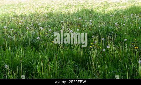 Meadow with high grass with planty of dandelions in bloom and after bloosom, with seeds. Beautiful, fresh grass background. Spring is a hard time for Stock Photo