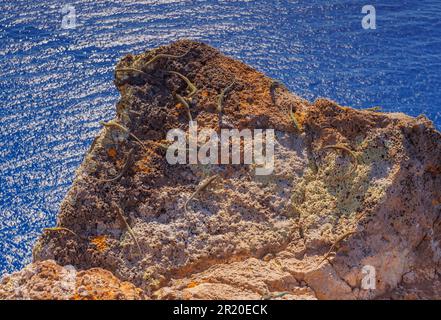 Group of Madeira lizards on a rock Stock Photo