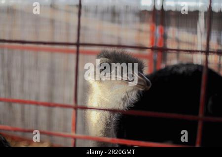 Ostrich standing behind a red fence Stock Photo