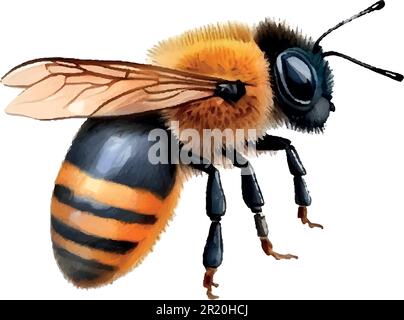 Colorful bee watercolor in beautiful style. Hand drawn vector illustration. Garden nature. Vector collection. Stock Vector