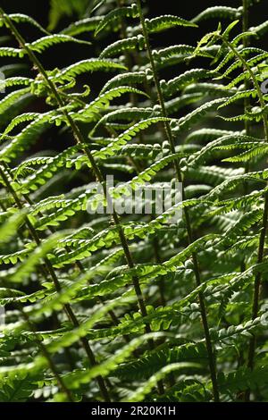 Close-up of green fern leaves with stems in springtime in vertical format Stock Photo