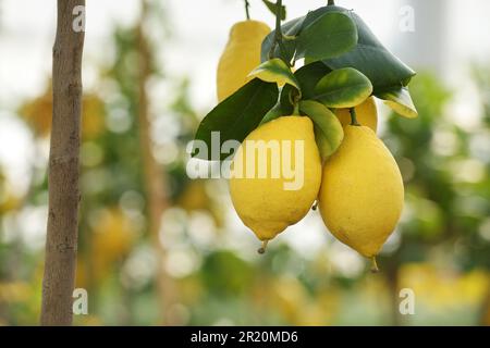 From below of ripe yellow lemons growing on tree branch with green leaves on sunny day against blurred background Stock Photo
