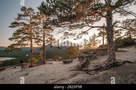 Beautiful pine trees in Burabay (Borovoye) national park in Kazakhstan during sunset. Akmola, Kazakhstan. Stock Photo