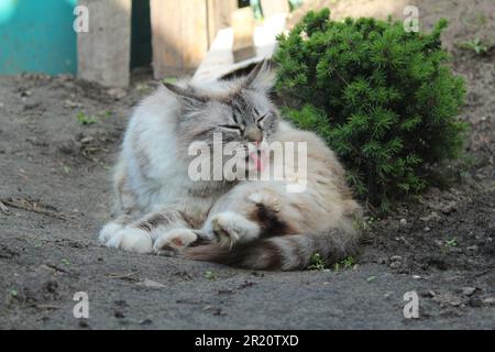 A gray cat lies on the ground and washes, brushes its fur. Street animals, pets on the street. Funny animal cat. Stock Photo