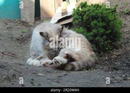 A gray cat lies on the ground and washes, brushes its fur. Street animals, pets on the street. Funny animal cat. Stock Photo