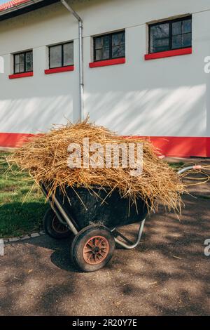 Wheelbarrow loaded with stable hay in front of equestrian ranch building, selective focus Stock Photo