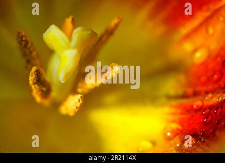 Inside of a red yellow tulip blossom with pistil, stamen and water drops on the petal, abstract macro flower shot, copy space, selected focus, narrow Stock Photo