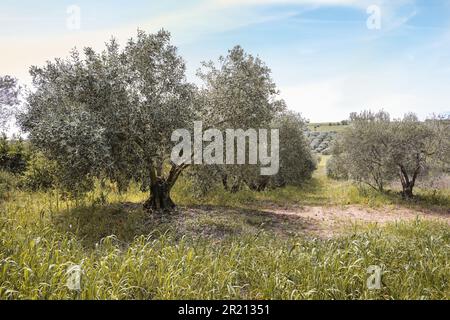 Olive tree on a plantation in Greece, traditional Mediterranean agriculture with global export of fruits and oil, cloudy blue sky, copy space, selecte Stock Photo