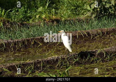 An Egyptian Egret, the Bubulcus Ibis known as the Cattle Egret a species of Heron that is usually found on farm and agriculture land in Egypt. Stock Photo