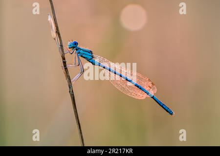 White legged damselfly male, sitting motionless on dry stem of grass at sunrise. With dew droplets on wings.  Genus Platycnemis pennipes Stock Photo