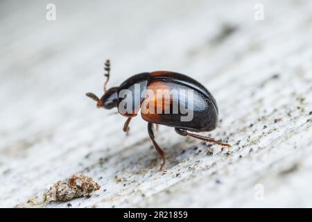 Round Fungus Beetle (Anisotoma basalis Stock Photo - Alamy