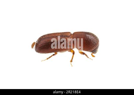 Xyleborus pubescens, a bark beetle which attacks pine (Pinus spp.) trees, isolated on white background. Stock Photo